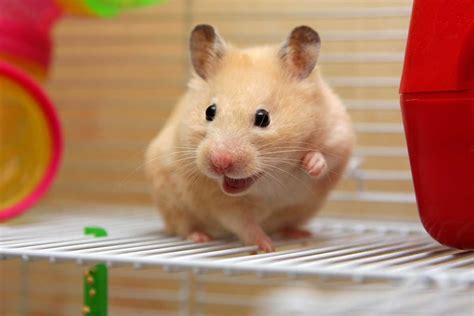 25 Ways To Make Your Hamster Happy