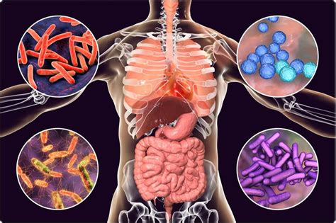 The Microbiota Gut Brain Axis The Relationship Between Nutrition And