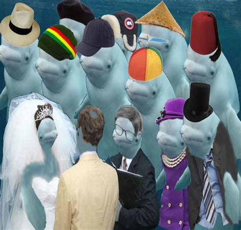 Beluga Whale Photobombing A Wedding Incites A Hilarious Photoshop