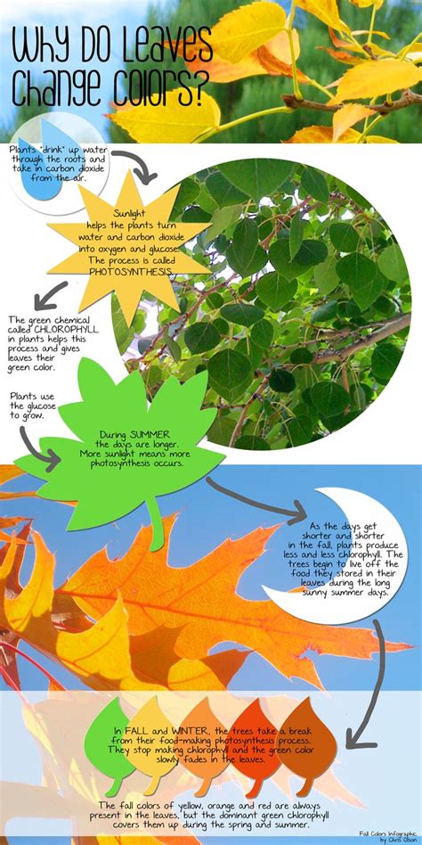 Why Do Leaves Change Colors In Fall Kindergarten Science Preschool