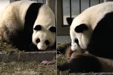Mama Panda Was Captivated By Her Newborn Baby But Carers