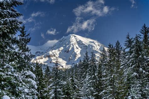 Winter Snow On Trees Mount Rainier Fine Art Photo Print Joseph C Filer