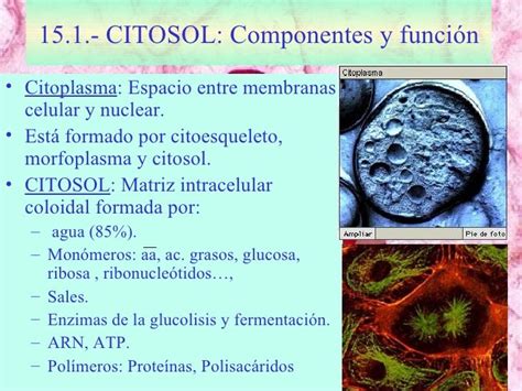 Tema 15 Citosol 1