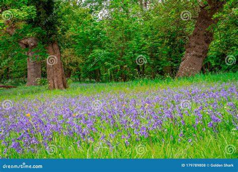 Bluebells Field Blue Spring Flowers Stock Photo Image Of Bluebell