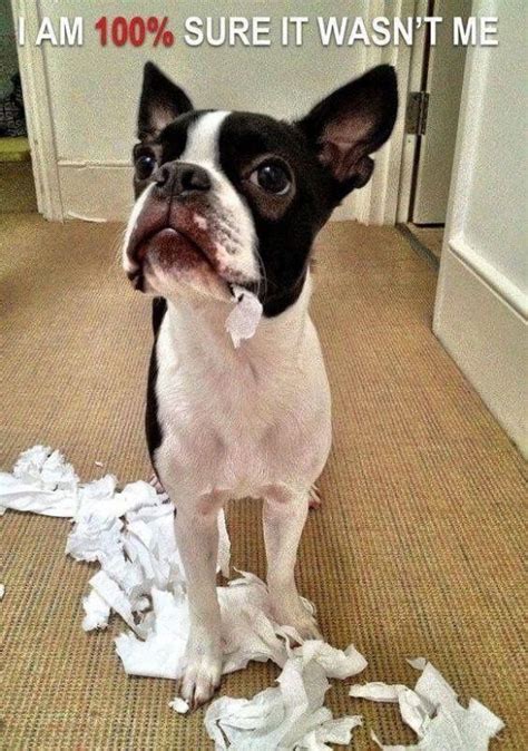 15 Funny Boston Terrier Memes That Will Make You Happy Page 5 Of 5