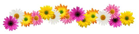 Colorful Flower Divider Clipart Clip Art Library Images And Photos Finder