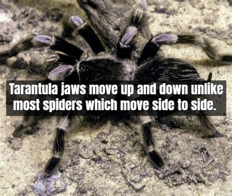 Facts About Tarantula 17 Pics