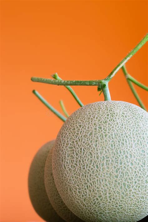 Melon Fruits With Orange Background Stock Image Image Of Rough