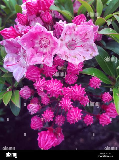 Mountain Laurel Hi Res Stock Photography And Images Alamy