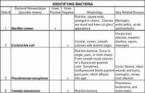 Bacterial Morphology Chart Urinary Tract Infection