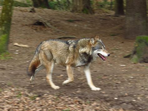 Rennender Wolf Im Tierpark Hellabrunn Foto And Bild Tiere Zoo