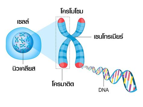 ดีเอ็นเอ Dna ยีน Gene โครโมโซม Chromosome อะไรเป็นอะไร ดีเอ็นเอ
