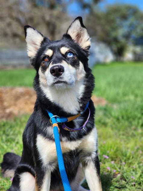 Dog for adoption - Arya, a Husky Mix in Grants Pass, OR | Petfinder