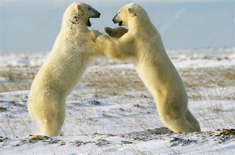 Polar Bears Wrestling Stock Image C0143703 Science Photo Library