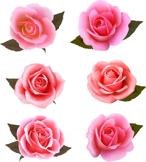 Realistic Pink Roses Vector Free Vector In Encapsulated Postscript Eps