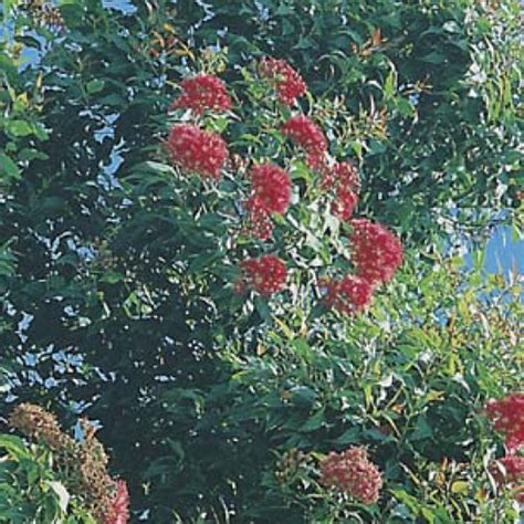 Wildflower Seed Red Flowering Gum Garden Express