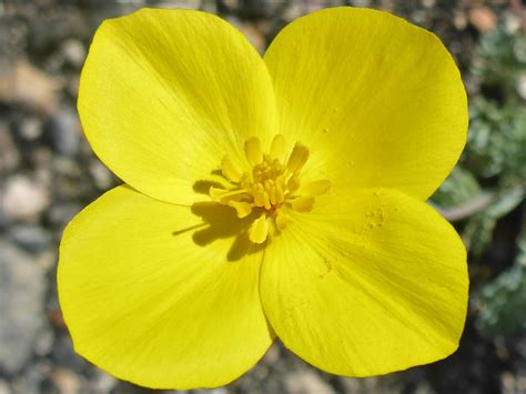 4 Petal Yellow Flower Bush Best Flower Site