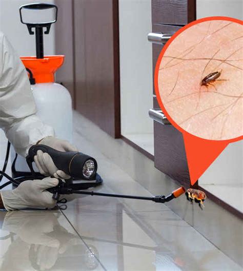 Flea Control Sydney 0482074889 Local Professional Flea Exterminator