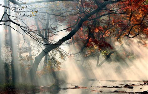 Nature Landscape Sunrise Mist Sun Rays Fall Trees Red Leaves