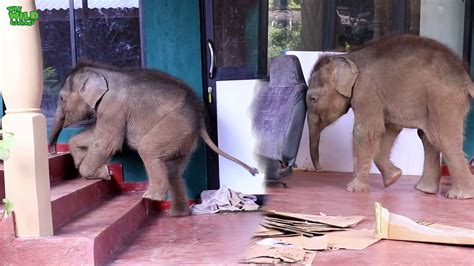 Cute Orphaned Baby Elephants Having A Beautiful Time Under
