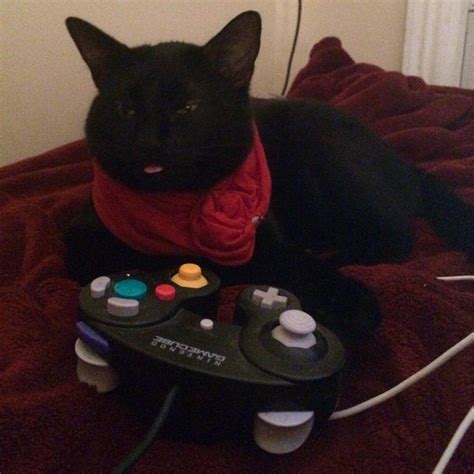 This Looks Real The Gamercat Gamer Cat Cats Animals