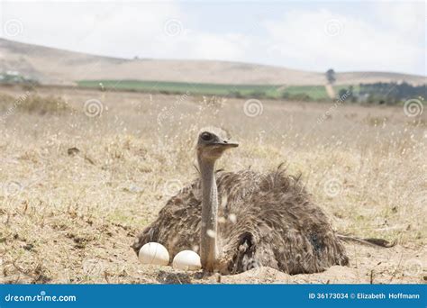 Adult Ostrich On Eggs Stock Photo Image Of Large Farm 36173034