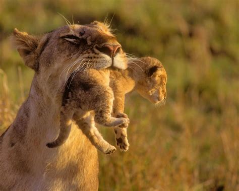Mother And Baby Lions Animals Beautiful Cute Animals Animals