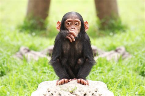 Cute Baby Chimpanzee Stock Photo Our Photography Portfolio