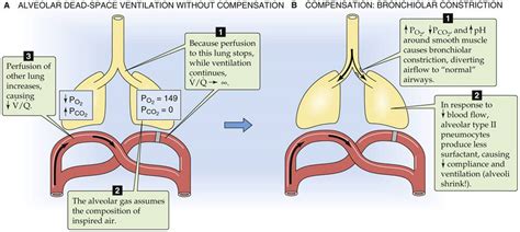 Matching Ventilation And Perfusion Ventilation And Perfusion Of The
