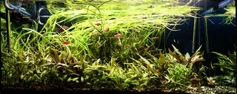 The Lazy Asian Biotope | Page 7 | UK Aquatic Plant Society