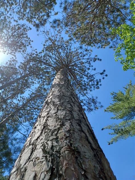 Tall Pine Trees In Rural Northern Minnesota Stock Image Image Of