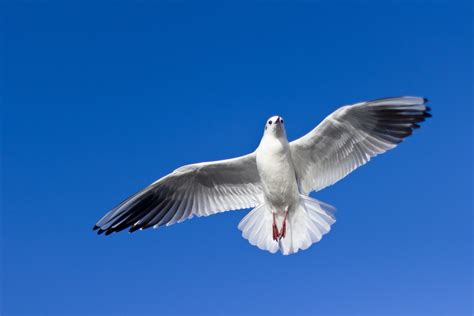 картинки крыло небо морские птицы Чайка клюв рейс Летающая