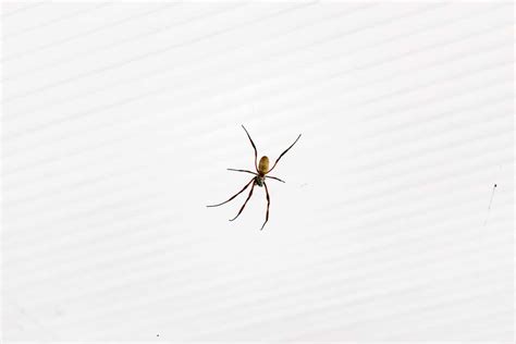 What To Know About Brown Recluse Spiders In Ohio Complete Pest Solutions