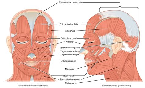 The muscles you probably know the best are your glutes. The muscles of the head and neck | Human Anatomy and ...