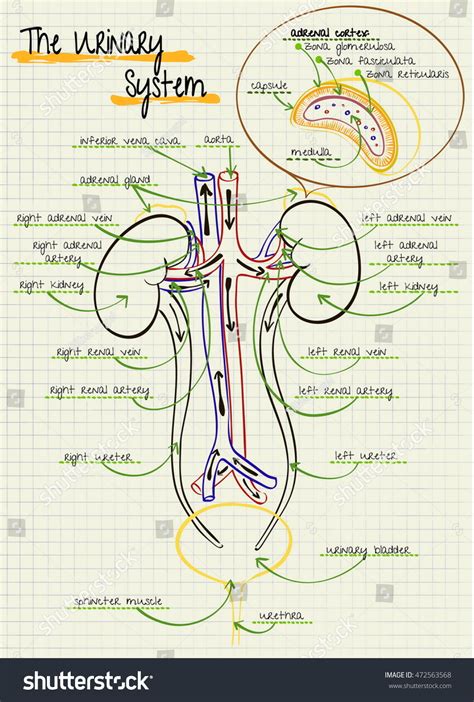 Human Urinary System Structure Vector Illustration Stock Vector