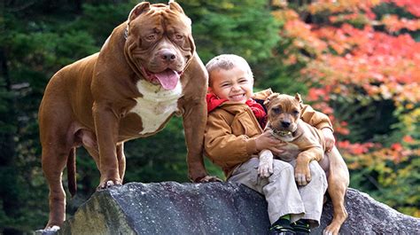 5 Reasons Why Pit Bulls Make Wonderful Pets Woof Dog