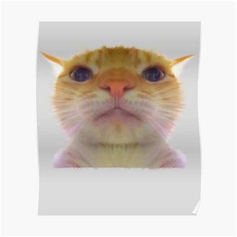 Poster Staring Cat Meme Swag Cat Gusic The Stare Cat Chat