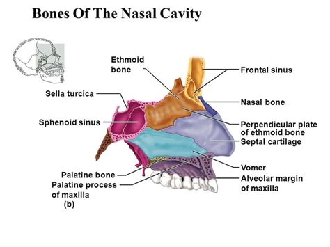 33 best UF PA Summer B images on Pinterest | Anatomy, Anatomy reference