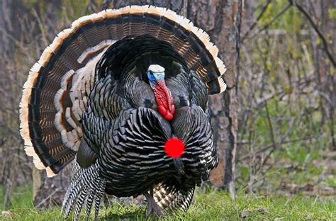 Jan 22, 2021 · from a treestand a compound bow makes the most sense because it's difficult to draw a recurve from a seated position and nearly impossible to do so with a longbow. Crossbow Hunting Tips for Turkey