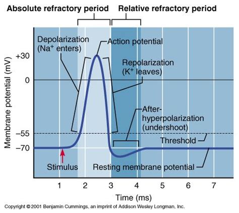 Action Potential Nerve Impulse See The Phases Of The Action Potential