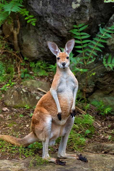 Red Kangaroo ~ Animal Photos ~ Creative Market