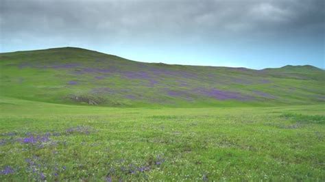 Meadow Covered With Purple Flowers On Treeless Hills Stock Footage