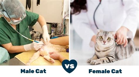 Male Cats Vs Female Cats Pros And Cons Love Your Cat