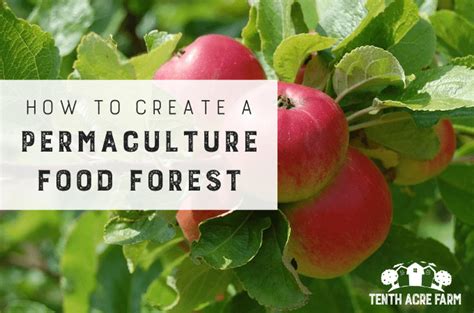 How To Create A Permaculture Food Forest Tenth Acre Farm