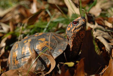 The eastern box turtle is a part of the american pond turtle family, emydidae. Zoos and Aquariums Come Together To Help Trafficked ...