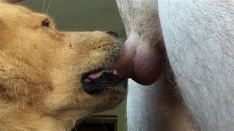 My Dog Knows How To Suck My Cock Zoo Tube 1