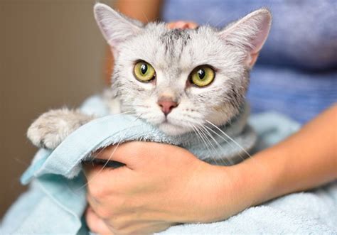 It may take a few minutes. How to Get Sticky Glue Out of Cat Hair | Cuteness