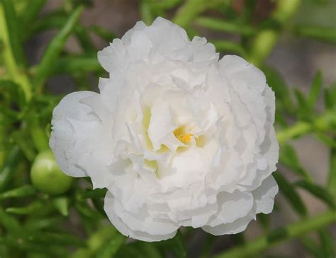 Enjoy free white moss rose flower pictures, photos, images, wallpaper and backgrounds. Closeup images of white moss-rose / Office Time Flower ...