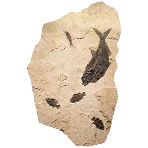 50 Million Year Old Eocene Era Fossil Fish Movable Stone Sculpture