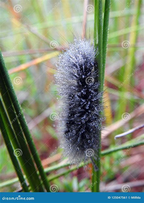 mooie zwarte harige worm op gras litouwen stock afbeelding image of lichaam fauna 125047561